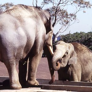 Asian Elephants