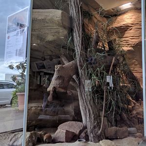 Golden Spiny Mouse Enclosure