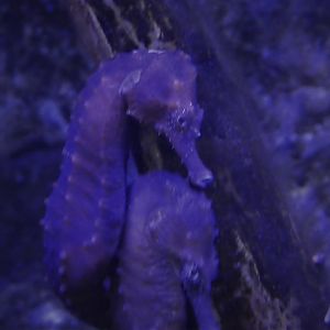 Mangrove Area - Lined Seahorses