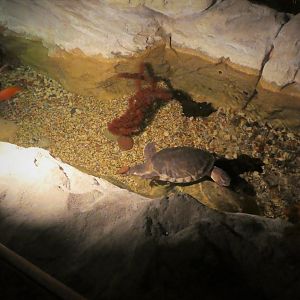 Turtle Pond - Pig-nosed Turtle Exhibit