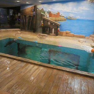 Seal Exhibit - Upper Viewing Area