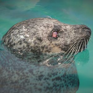 Seal Exhibit - Atlantic Common Seal - Lucy