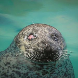 Seal Exhibit - Atlantic Common Seal - Lucy