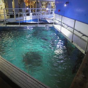 Shark Tank From Above