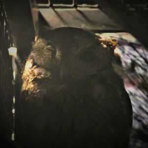 Pinelands - Eastern Screech Owl