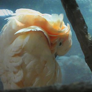 Rainforest - Salmon-crested Cockatoo