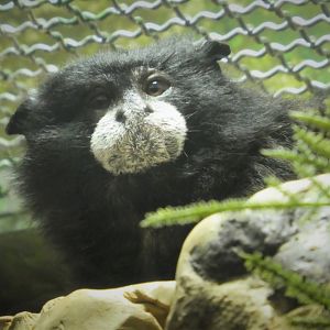 Rainforest - Brown-mantled Tamarin - Stinky