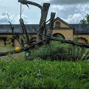 New Part of Syrian Brown Bear and Corsac Fox Enclosure