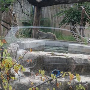 Young Syrian Brown Bear Cub Merle