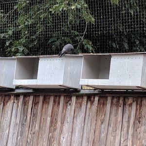 Inca Tern Nesting Boxes