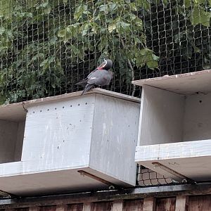 Inca Tern on Top of Nesting Box