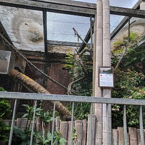 Ring tailed Mongoose Enclosure