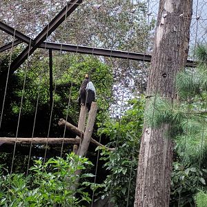 Stellers Sea Eagle Aviary