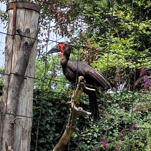 Southern Ground Hornbill