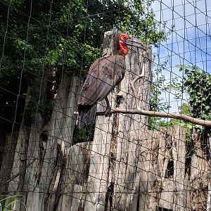 Southern Ground Hornbill