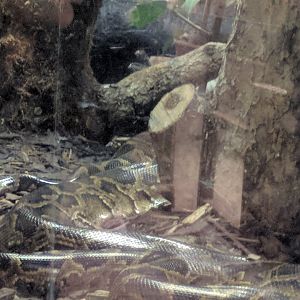 Burmese Python