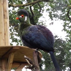 White-cheeked turaco - Dartmoor Zoo