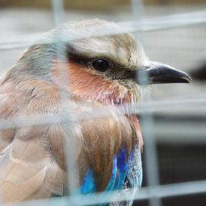 Lilac-breasted roller - Dartmoor Zoo