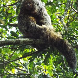 White-faced Saki Monkey - Dartmoor Zoo