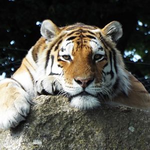 Amur tiger - Dartmoor Zoo