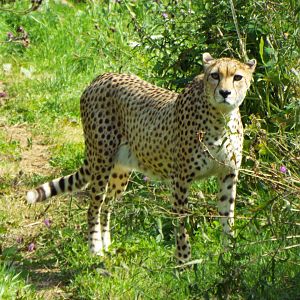 Cheetah - Dartmoor Zoo