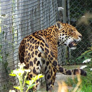 Jaguar - Dartmoor Zoo