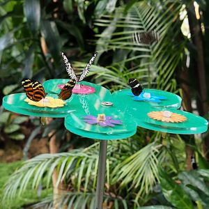 Nectar feeder in the Winter Garden/Butterfly house, 2021-07-17