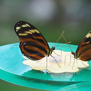 Tiger-striped longwings (Heliconius ismenius), 2021-07-17