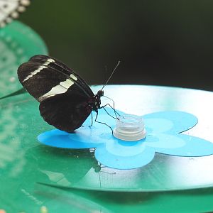 Doris longwing (Heliconius doris), 2021-07-17