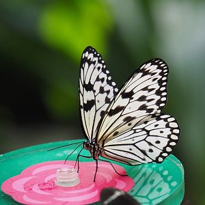 Paper kite (Idea leuconoe), 2021-07-17