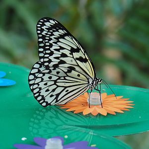 Paper kite (Idea leuconoe), 2021-07-17