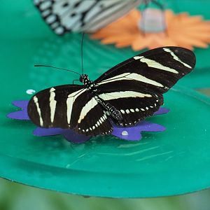 Zebra longwing (Heliconius charithonia), 2021-07-17