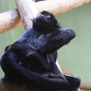 Colombian black spider monkey (Ateles fusciceps rufiventris), 2021-07-17