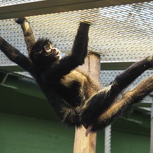 Colombian black spider monkey (Ateles fusciceps rufiventris), 2021-07-17