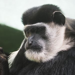 Mantled colobus (Colobus guereza), 2021-07-17