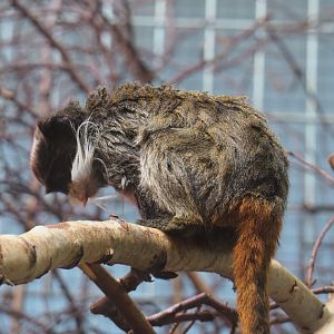 Bearded emperor tamarin (Saguinus imperator subgrisescens), 2021-07-17