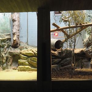 Callitrichid exhibit undergoing reservation and Former red ruffed lemur exhibit turned into callitrichid exhibit, 2021-07-17