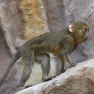 Juvenile Hamlyn's monkey (Cercopithecus hamlyni), 2021-07-17