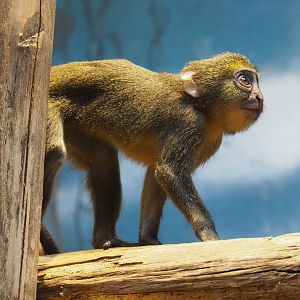 Juvenile Hamlyn's monkey (Cercopithecus hamlyni), 2021-07-17
