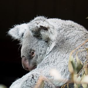 Queensland koala (Phascolarctos cinereus), 2021-07-17