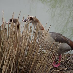 Egyptian Geese - Zooparc de Beauval - 02/2015