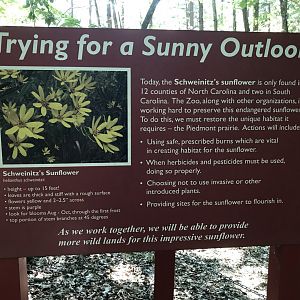North Carolina Zoo: Purgatory Trail Schweinitz's Sunflower Sign