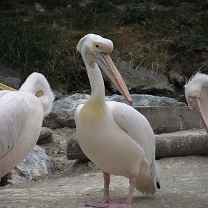 Great White Pelican - Zooparc de Beauval - 07/2020