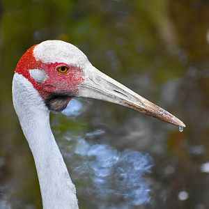 Brolga (Antigone rubicunda)