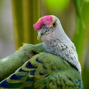 Rose-crowned Fruit Dove (Ptilinopus regina)