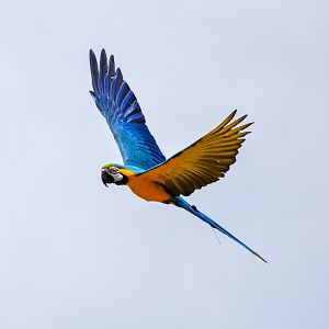 Blue and Gold Macaw (Ara ararauna)