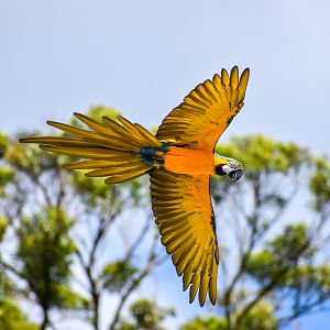 Blue and Gold Macaw (Ara ararauna)