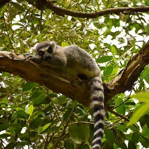 Ring-tailed Lemur (Lemur catta)