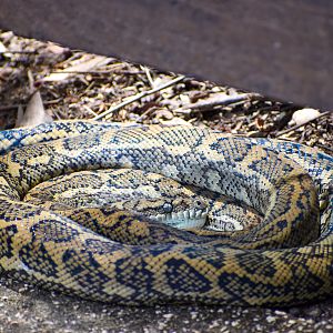 Wild - Coastal Carpet Python (Morelia spilota mcdowelli)