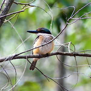 Sacred Kingfisher (Todiramphus sanctus)